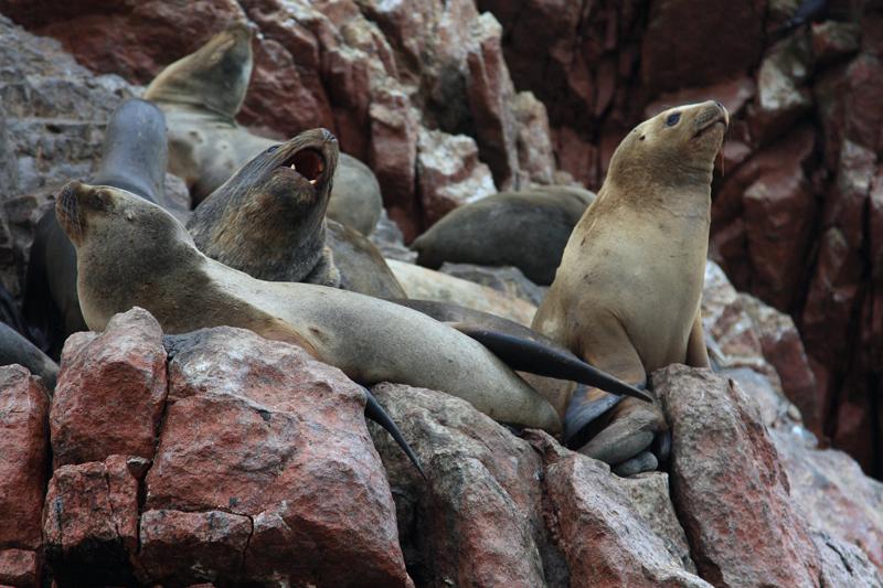 1215-Isole Ballestas,19 luglio 2013.JPG